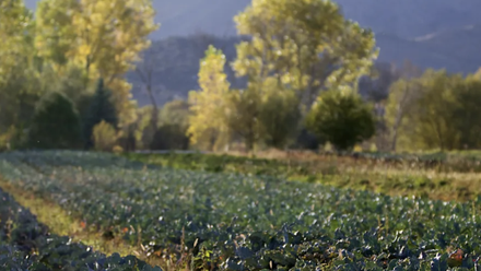 CO farm.jpg.png
