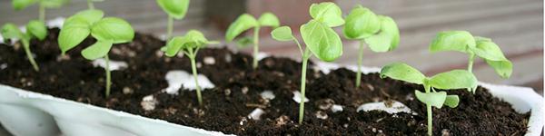 Seedlings_800x200.jpg